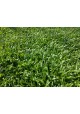 Cow Grass Carpet / Karpet Rumput Kerbau / 牛草草皮 (1'*2' per Piece, 2 Square Feet / sqft)