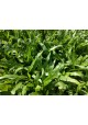 Cow Grass Carpet / Karpet Rumput Kerbau / 牛草草皮 (1'*2' per Piece, 2 Square Feet / sqft)