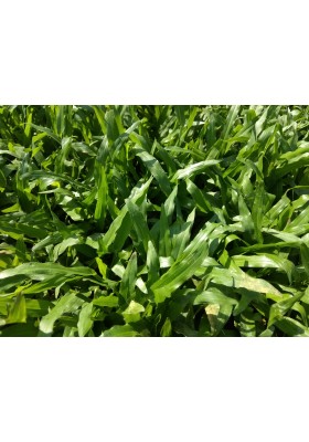 Cow Grass Carpet / Karpet Rumput Kerbau / 牛草草皮 (1'*2' per Piece, 2 Square Feet / sqft)