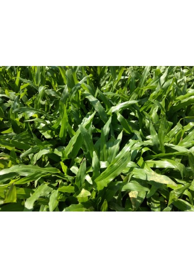 Cow Grass Carpet / Karpet Rumput Kerbau / 牛草草皮 (1'*2' per Piece, 2 Square Feet / sqft)