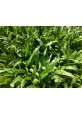 Cow Grass Carpet / Karpet Rumput Kerbau / 牛草草皮 (1'*2' per Piece, 2 Square Feet / sqft)