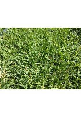 Philippine Grass Carpet / Karpet Rumput Filipina / 菲律宾草草皮 (1'*2' per Piece, 2 Square Feet / sqft)