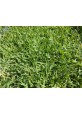 Philippine Grass Carpet / Karpet Rumput Filipina / 菲律宾草草皮 (1'*2' per Piece, 2 Square Feet / sqft)