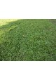 Grass Planting & Installation Service Cow Grass Carpet / Karpet Rumput Kerbau / 牛草草皮 (1'*2' per Piece, 2 Square Feet / sqft)
