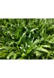 Grass Planting & Installation Service Cow Grass Carpet / Karpet Rumput Kerbau / 牛草草皮 (1'*2' per Piece, 2 Square Feet / sqft)