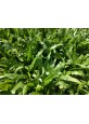 Grass Planting & Installation Service Cow Grass Carpet / Karpet Rumput Kerbau / 牛草草皮 (1'*2' per Piece, 2 Square Feet / sqft)