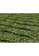 Pearl Grass Carpet / Karpet Rumput Mutiara / 珍珠草草皮 (1'*2' per Piece, 2 Square Feet / sqft)