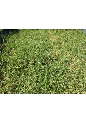 Grass Planting & Installation Service Japanese Grass Carpet / Karpet Rumput Jepun / 日本草草皮 (1'*2' per Piece, 2 sqft)